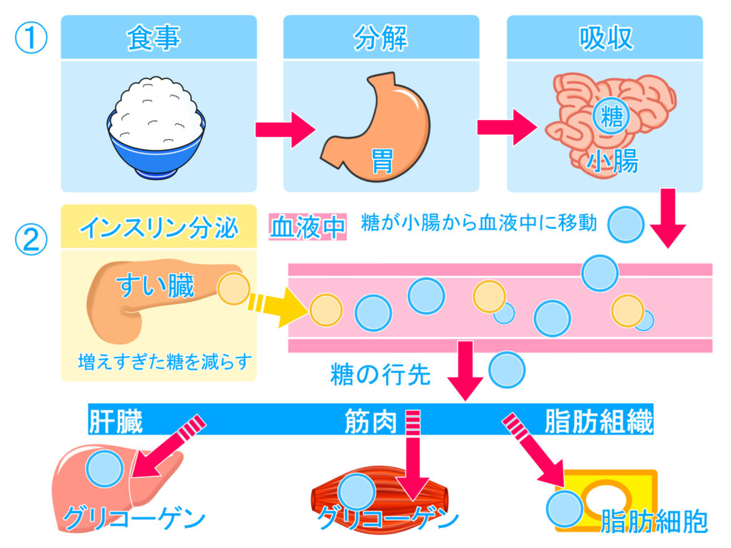 糖を摂取したあと体内で分解されて吸収されるまでのしくみ